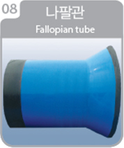 형태에 따른 이형관8